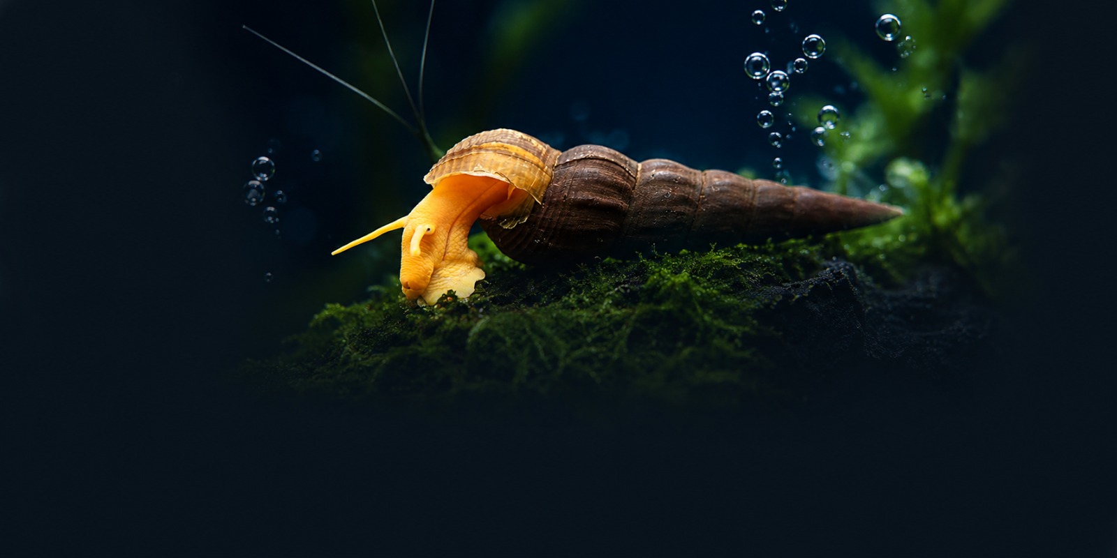 Snails