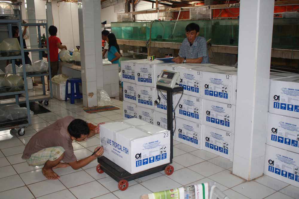 Packaging Process 1