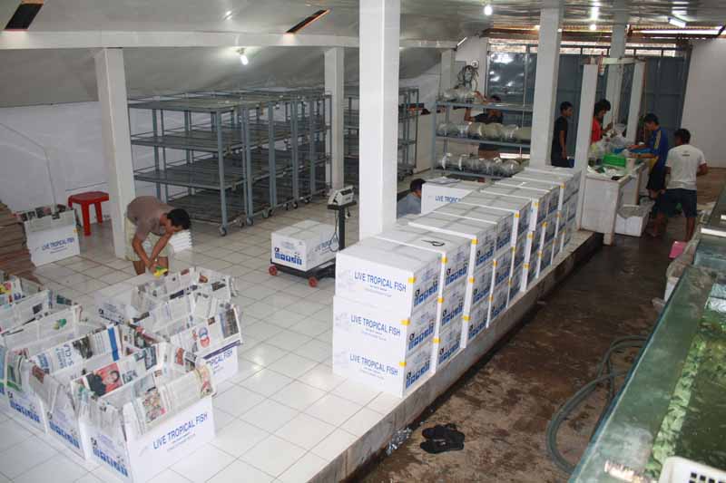 Packaging Process 3