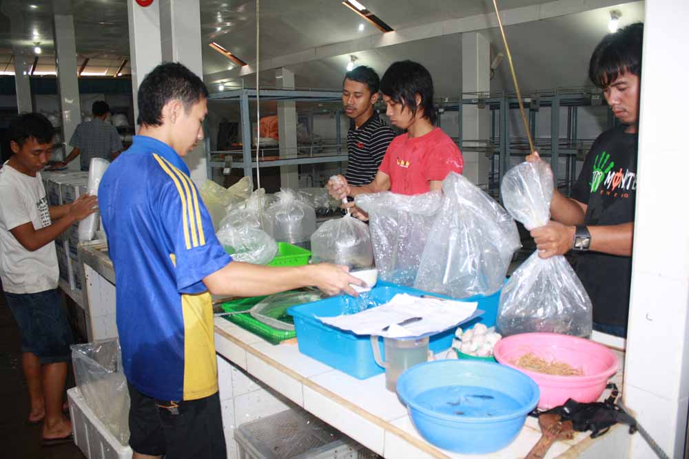 Packaging Process 4