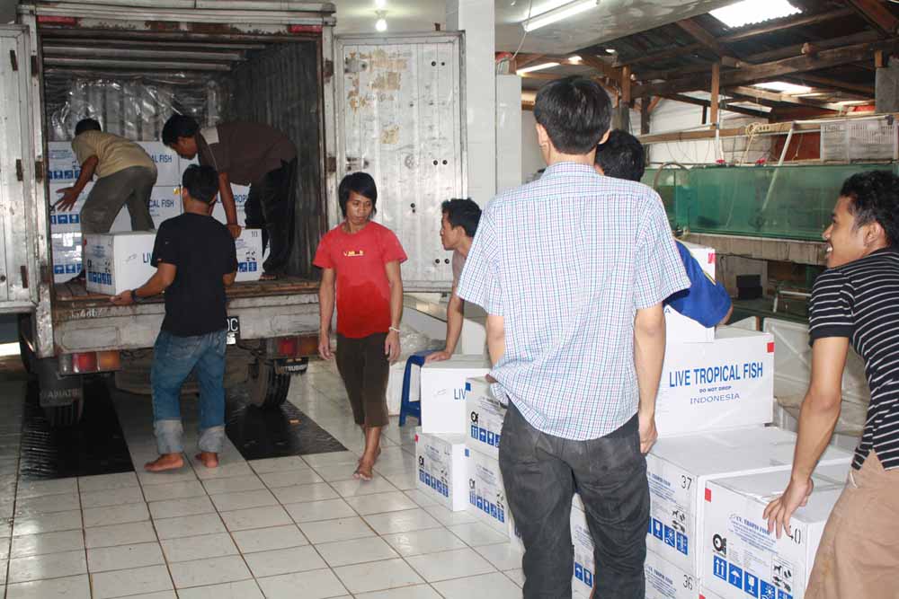 Shipping Process 1