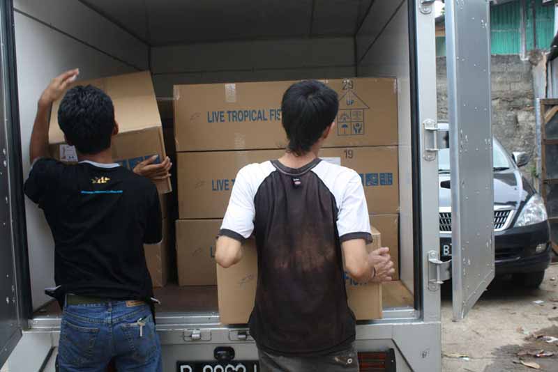 Shipping Process 2